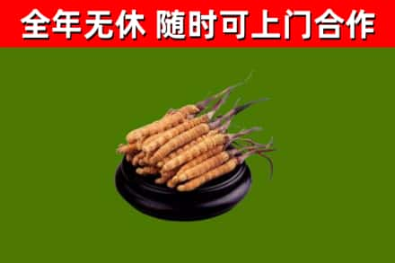 金牛区回收冬虫夏草